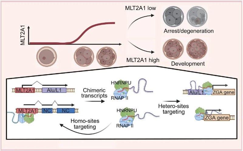 内源性逆转录病毒RNA或助胚胎发育？科学家揭示其在早期胚胎中的关键作用人类胚胎在发育早期会经历一个关键阶段——合子基因组激活（ZGA），若此过程失败，可能导致胚胎停育，给生育带来挑战