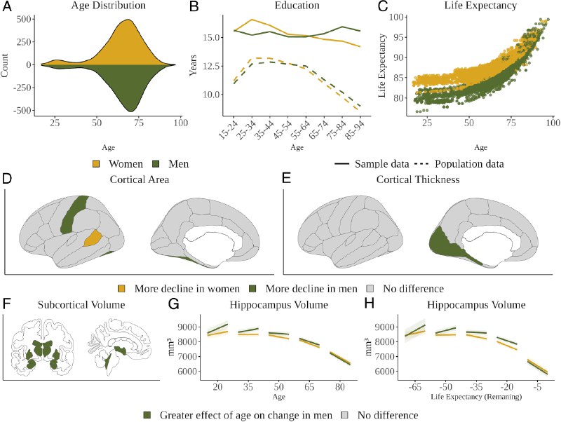大规模研究揭示，男性大脑萎缩速度可能超过女性传统观念常认为女性在生理上“老得更快”，但在大脑结构方面，事实可能恰恰相反