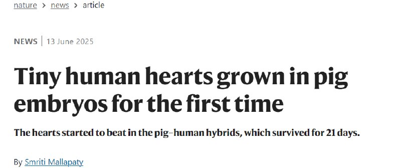 跳动的人-猪嵌合心脏，器官移植迎来新希望！据Nature News报道，在香港国际干细胞研究学会年会上展示了一项开创新的研究：科学家们首次成功在猪胚胎中培育出含有大量人类细胞并能自主跳动的心脏！这些“混血”胚胎存活了21天，为解决全球器官移植的巨大缺口带来了革命性的希望