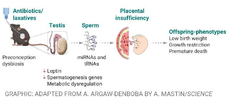 爸爸的肠道健康，会影响下一代？一项新研究指出，父亲的肠道菌群失调可能会通过一种名为“肠道 - 生殖细胞 - 胎盘轴”的机制，影响后代的健康状况，甚至导致新生儿出生体重低、发育迟缓以及死亡率增加