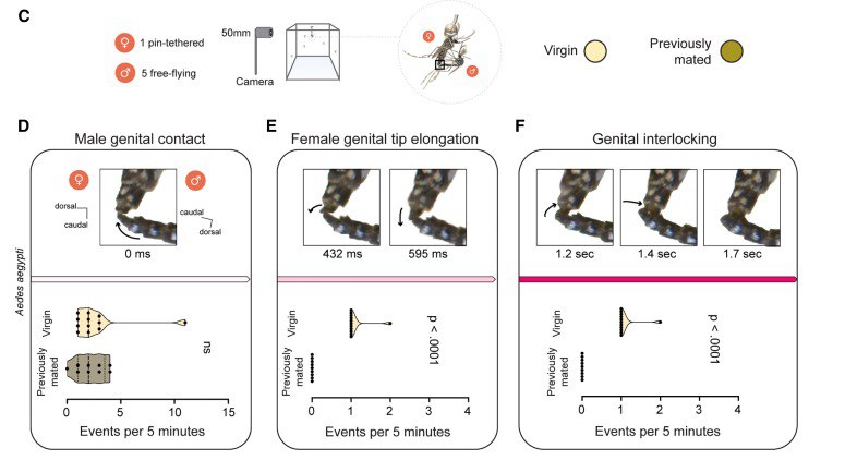雌蚊的“锁”与虎蚊的“万能钥”，荧光精子帮助科学家看“蚊片”雌性伊蚊一生通常只交配一次 ，因此伴侣的选择至关重要
