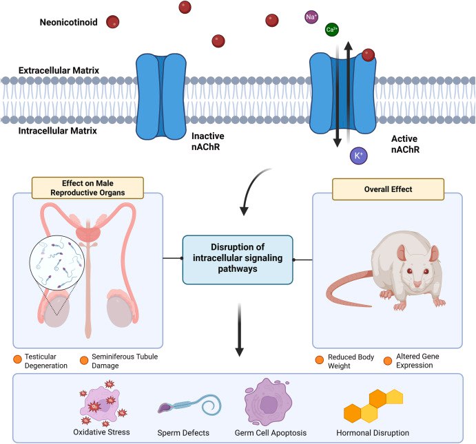 广泛使用的农药或成“精子杀手”：系统综述揭示新烟碱类农药的生殖毒性作为全球使用最广泛的杀虫剂，新烟碱类农药已渗透到我们的土壤、水源乃至食物中 