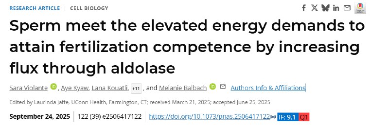 精子总动员：揭秘从“待机”到“冲刺”的完整能量策略哺乳动物的精子在射精前，储存于附睾尾部，处于一种低能耗的“休眠”状态 