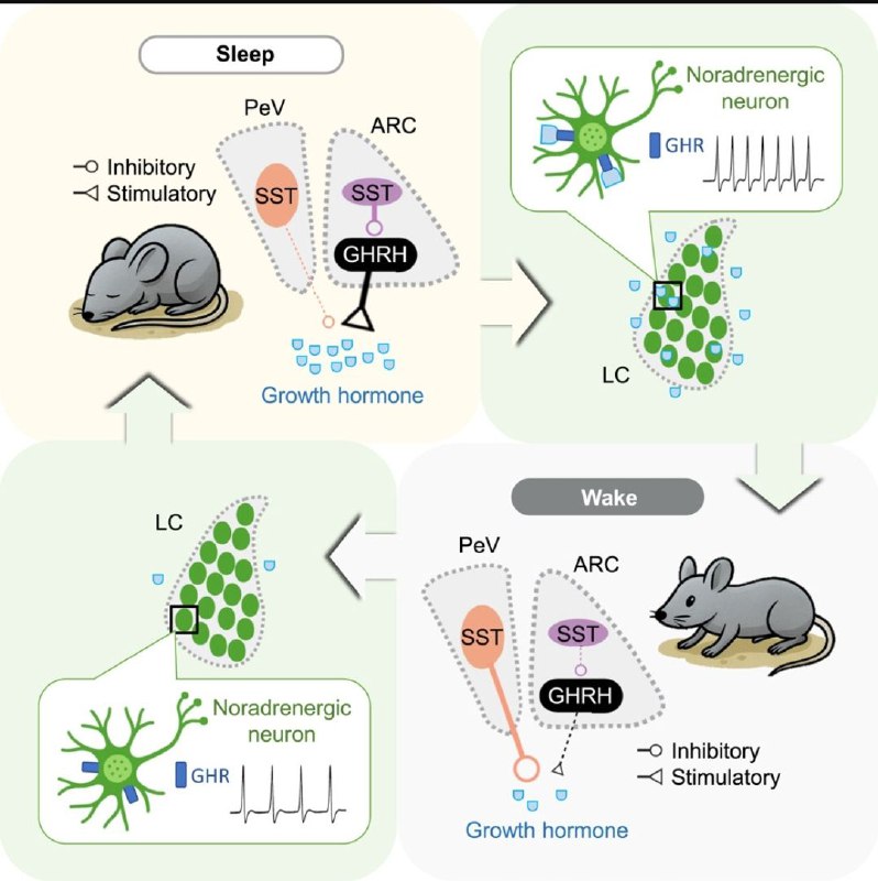 "睡得好才能长得高？睡眠与生长激素的“双向奔赴”"一项发表在Cell旗下期刊《Neuron》的最新研究揭示了睡眠与生长激素（GH）之间精密的神经内分泌调控机制