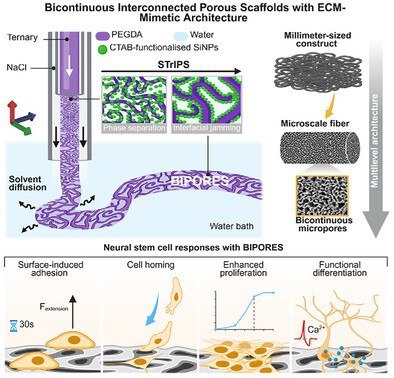 非“类器官”也能长脑子？物理微迷宫让神经细胞30秒安家想要在体外模拟大脑，目前最主要的方案是脑类器官