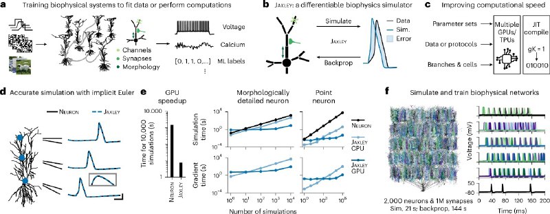 给虚拟大脑请位“AI调音师”：新算法让生物模拟不再靠猜想要在电脑里造一个逼真的“虚拟大脑”，最难的不是画出结构，而是调参