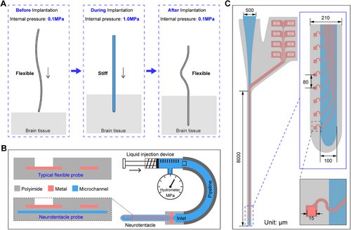 软硬兼施：可变刚度“神经触手”让脑机接口更微创植入大脑的柔性电极面临一个两难困境：植入时需要足够坚硬，植入后又需要足够柔软以减少损伤 
