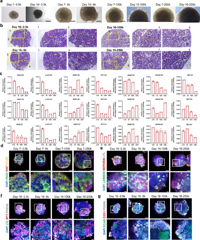人类“迷你肾脏”植入猪肾！新研究展示“器官修复”潜力面对全球性的器官短缺，科学家一直在尝试再生和修复器官
