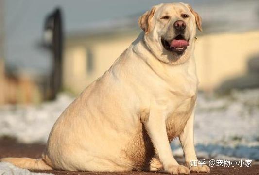 汪汪队立大功！科学家发现人犬通用“肥胖基因”肥胖已成为全球性的健康挑战，其复杂的遗传机制尚未完全阐明