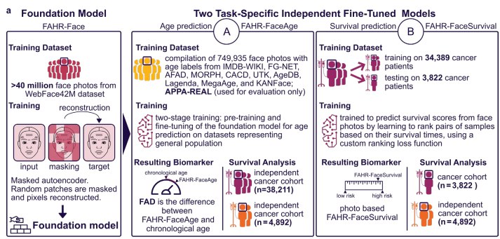 AI“看脸”知健康：哈佛新模型可从照片评估生物年龄和生存风险近日，哈佛大学丹娜法伯癌症研究院等机构的研究人员发布了一项突破性成果