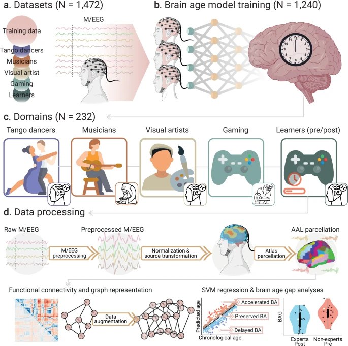 创意活动或能延缓大脑衰老，让你的“脑龄”倒着走！？最新发表于《自然·通讯》的一项大规模研究指出，无论是跳探戈、演奏音乐、绘画还是玩策略游戏，从事创造性活动似乎都能有效延缓大脑的衰老 
