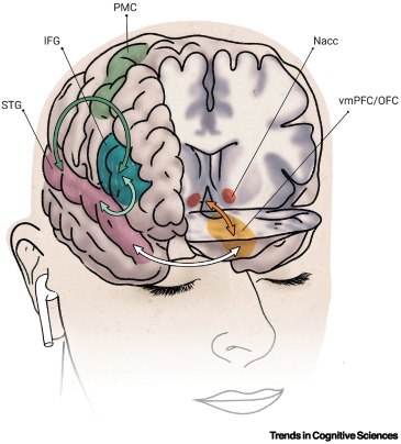 “听歌无感”并非矫情：研究揭示特定音乐快感缺失的神经机制为什么有些人似乎天生就对音乐“无感”？近期一篇发表于《认知科学趋势》的综述文章，深入探讨了“特定音乐快感缺失症” (specific musical anhedonia) 