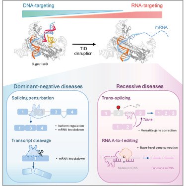 “基因剪刀”家族添新丁：无毒高效的 RNA 编辑器 R-IscB 问世《细胞》期刊的一项研究发布了新型 RNA 编辑平台 R-IscB，它源自 CRISPR-Cas9 的“祖先”蛋白 IscB