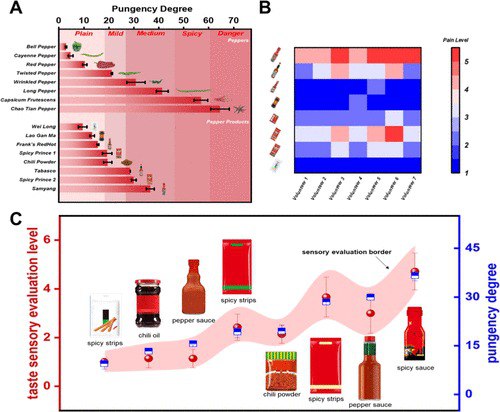 柔软灵活的人工舌头：未来机器人也能尝辣了辣味感知一直是人工味觉系统难以攻克的技术难题，因为辣味并非传统意义上的"味觉"，而是痛觉感受器对辣椒素等化合物的反应