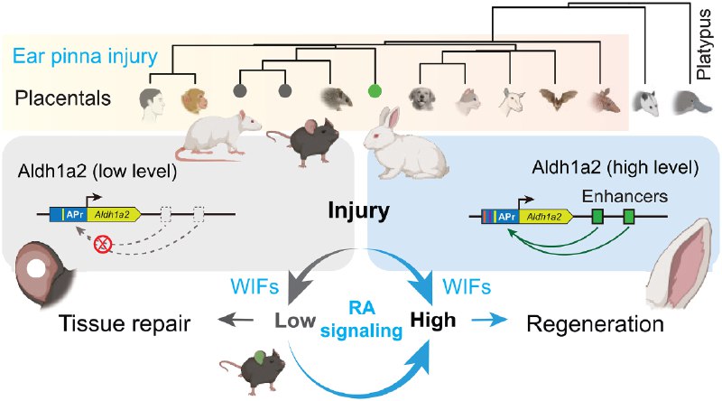 解锁再生之谜：科学家激活“沉睡”基因，让小鼠耳朵奇迹重生为什么有些哺乳动物能再生复杂的身体组织，而另一些则不行？近期《科学》（Science）杂志上的一项研究揭开了这个谜底