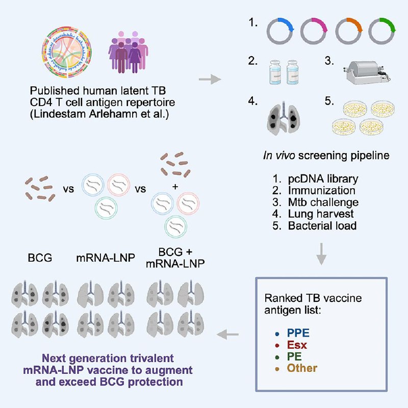 超越百年卡介苗：新型 mRNA 结核疫苗在动物实验中大获成功 结核病是全球头号传染病杀手，尽管已有百岁高龄的卡介苗（BCG），但其对青少年和成人的保护力会显著下降，无法有效控制疾病传播
