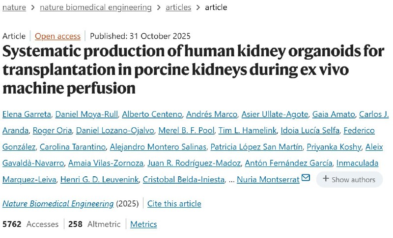 人类“迷你肾脏”植入猪肾！新研究展示“器官修复”潜力面对全球性的器官短缺，科学家一直在尝试再生和修复器官