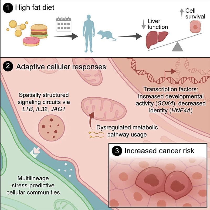 肝脏的无奈妥协：高脂饮食等慢性代谢压力竟为肿瘤发生埋下伏笔肝脏是我们体内的代谢工厂，负责解毒和合成