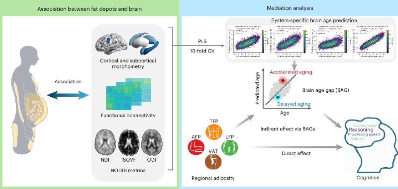 《自然》子刊揭秘：内脏脂肪是加速大脑衰老的“元凶”近期发表于《自然-精神卫生》的一项覆盖逾18,000人的大规模研究警示，脂肪的分布位置远比体重指数(BMI)更能预测大脑健康 
