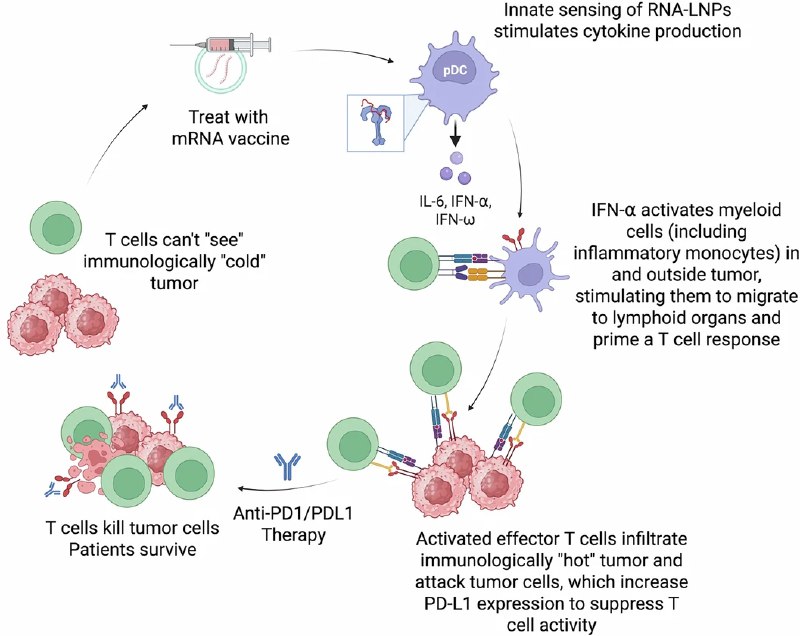 意外收获！《自然》研究：新冠mRNA疫苗或可助力免疫疗法激活“冷肿瘤”免疫检查点抑制剂（ICI）是强大的癌症疗法，但对许多没有预先存在免疫力的“冷肿瘤”患者无效 