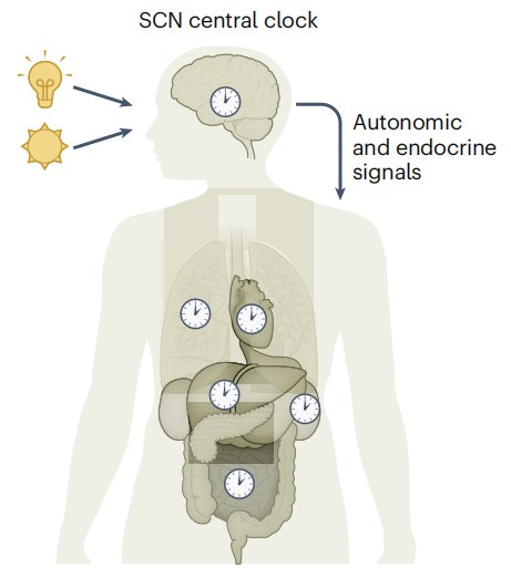 熬夜真致癌？《自然 · 癌症》综述生物钟与癌症的复杂关联近日，发表于《自然 · 癌症》的一篇综述文章系统阐述了生物钟与癌症之间密不可分的关系 