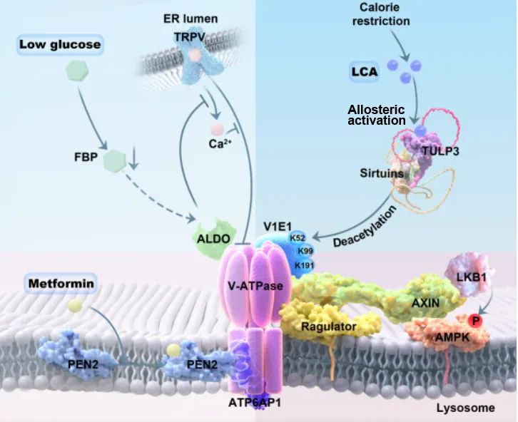 《Nature》两文连发:“不用挨饿，也能延缓衰老”，国人团队发现模拟卡路里限制延缓衰老的新效应分子和机制受到衰老研究领域广泛认可的一种延长寿命、延缓衰老的方法——卡路里限制 （calorie restriction, CR）：它是指在不造成营养缺乏的基础上，将食物的摄入量减少到原先的70%左右的饮食方式