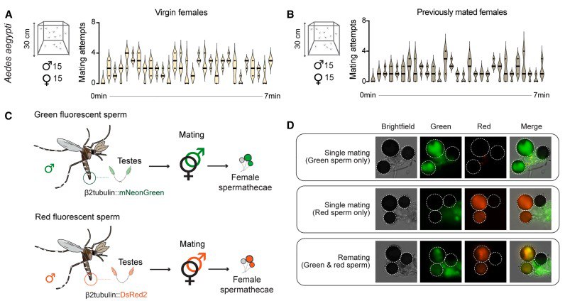 雌蚊的“锁”与虎蚊的“万能钥”，荧光精子帮助科学家看“蚊片”雌性伊蚊一生通常只交配一次 ，因此伴侣的选择至关重要