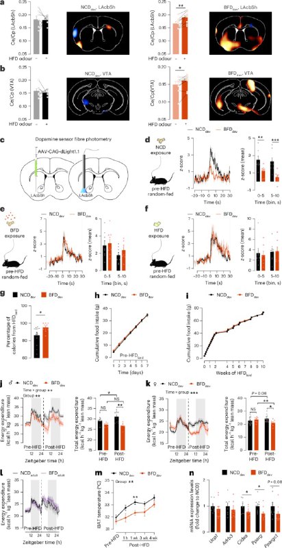 婴儿期闻香味竟会影响成年后肥胖风险？新研究揭示感官编程的惊人发现孕期和哺乳期母亲饮食中的脂肪气味可能通过感官编程影响后代终身肥胖风险