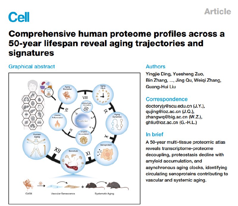 中国科学家揭示人类器官衰老新机制：血管或是“衰老中心”一项发表在《细胞》杂志上的最新研究揭示了人类衰老的关键机制