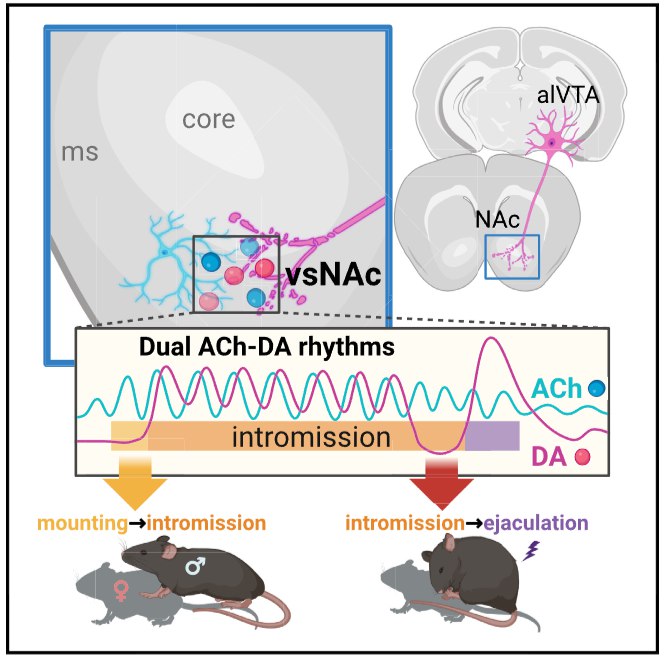 大脑"双节拍"指挥雄性交配：科学家破译羞羞行为的神经密码在一项于3月19日发表于《神经元》（Neuron）的研究中，由清华大学、北京生命科学研究所和筑波大学等机构的研究者研究了雄性小鼠在整个性行为过程直至射精期间的大脑活动