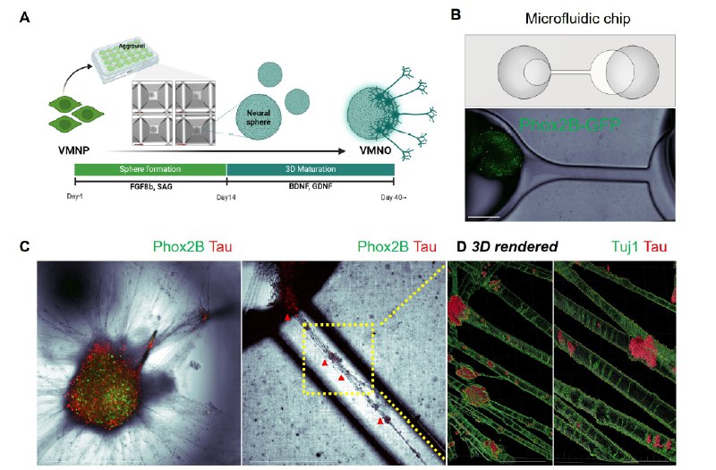 阿尔茨海默病“脑肠轴”新发现：致病蛋白可从大脑“旅行”至肠道近期，首尔大学Inhee Mook-Jung教授团队在《Gut》期刊发表研究，揭示了阿尔茨海默病（AD）的一条全新病理传播路径