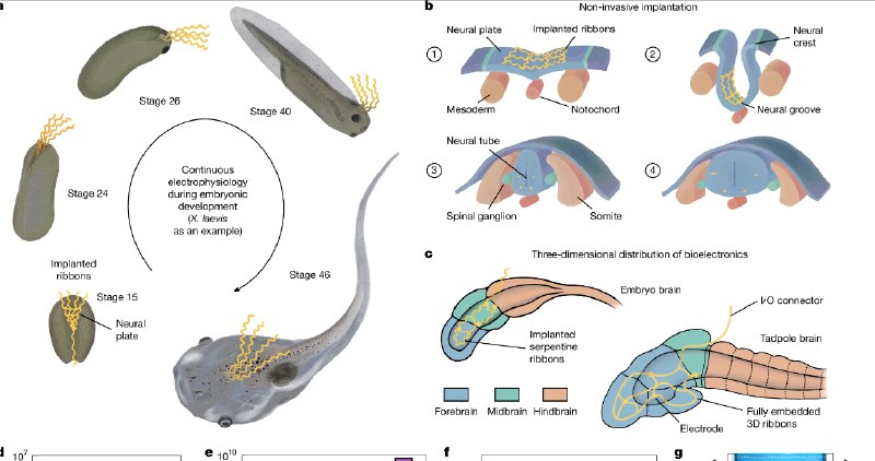 大脑里的“隐形芯片”：科幻成真，解锁生命发育的奥秘！ 研究人员在《自然》杂志上发表了一项开创性研究，他们开发出一种超柔软、超薄的网状微电极阵列，它能够像“隐形衣”一样，在胚胎发育过程中悄无声息地融入大脑，实现对神经活动的长期、稳定追踪，且不影响大脑正常发育和行为 
