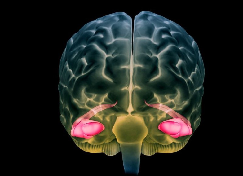 AI助力破解百年争议：成年人大脑确实能产生新神经元瑞典卡罗林斯卡研究所的科学家利用机器学习和单细胞RNA测序技术，在成年人大脑海马体中发现了具有神经祖细胞遗传特征的细胞，为成年神经发生提供了决定性证据