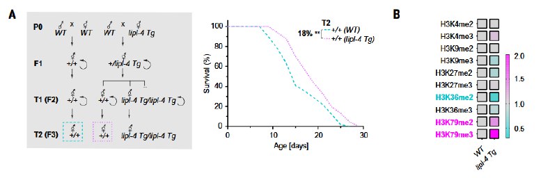 “祖传的长寿秘方”居然真实存在？父母辈健康的生活方式，究竟如何影响下一代？《科学》（Science）上的一项新研究，通过对秀丽隐杆线虫的观察，不仅证实了这一现象，更完整地揭示了其背后的分子机制