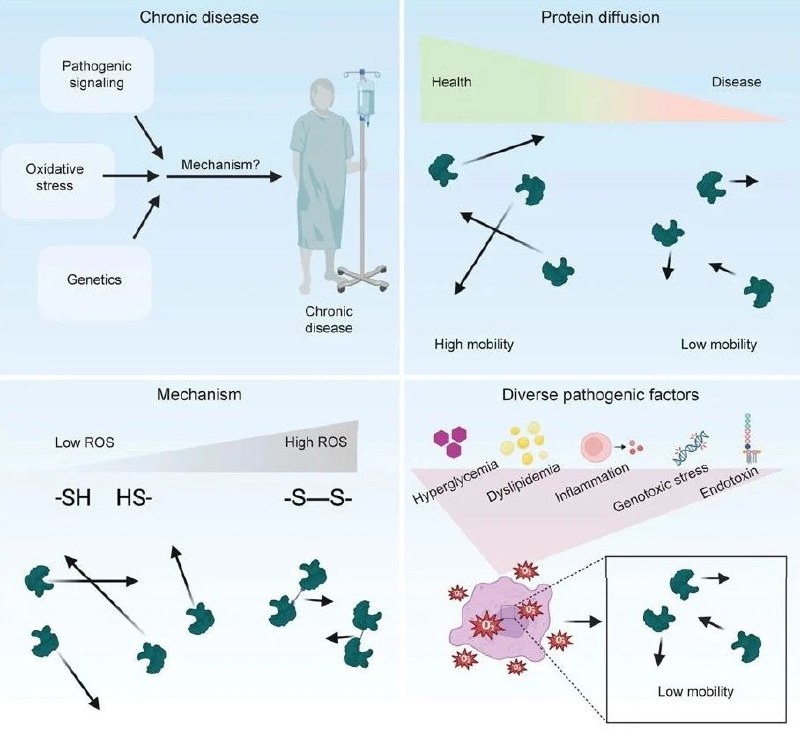 蛋白质“堵车”，可能是导致慢性疾病的罪魁祸首！2024年11月27日，美国Whitehead生物医学研究所的研究人员在国际顶尖学术期刊 Cell 上发表了题为：Proteolethargy is a pathogenic mechanism in chronic disease 的研究论文