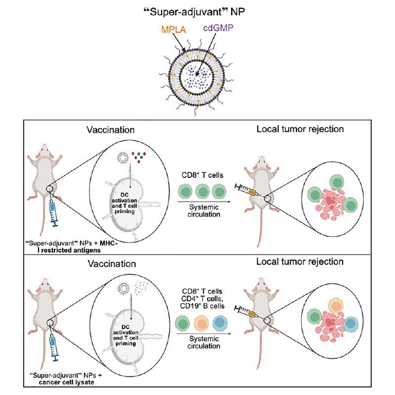 纳米“超级佐剂”疫苗平台登场：双引擎驱动免疫，广谱抗癌未来可期！近日，《细胞报告医学》杂志刊登了一项突破性研究，美国马萨诸塞大学的研究团队成功设计出一种“超级佐剂”纳米颗粒系统，可作为模块化的通用平台，用于开发新一代癌症疫苗 