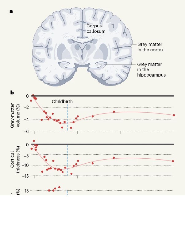 《Nature》最新评论：怀孕会重塑大脑，为分娩和养育子女做好准备 一项案例研究揭示了母亲大脑在怀孕期间发生的广泛变化