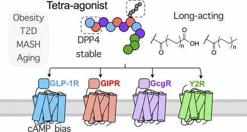 减肥药也得内卷? 首个“四重激动剂”登场!从单靶点的司美格鲁肽，到双靶点的替尔泊肽，再到三靶点的瑞他鲁肽，减肥药物的靶点竞赛正愈演愈烈 