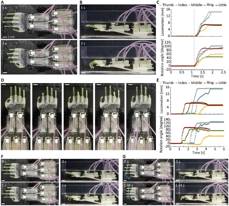 人体肌肉驱动"生物手"问世 多指协同抓握仿若真人《科学·机器人》杂志封面文章展示了一项最新研究，科学家使用人体肌肉组织打造出了一个可精准操控的"生物混合手"，通过培养多束超薄肌肉组织构建新型驱动器（MuMuTA），其单次收缩力达8毫牛、伸缩幅度超4毫米，性能远超传统设计
