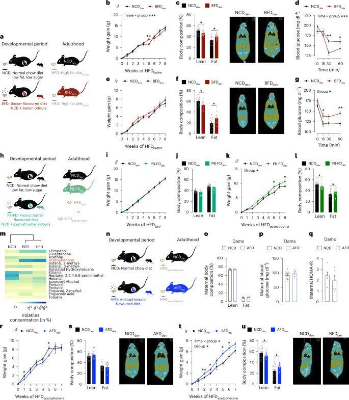 婴儿期闻香味竟会影响成年后肥胖风险？新研究揭示感官编程的惊人发现孕期和哺乳期母亲饮食中的脂肪气味可能通过感官编程影响后代终身肥胖风险