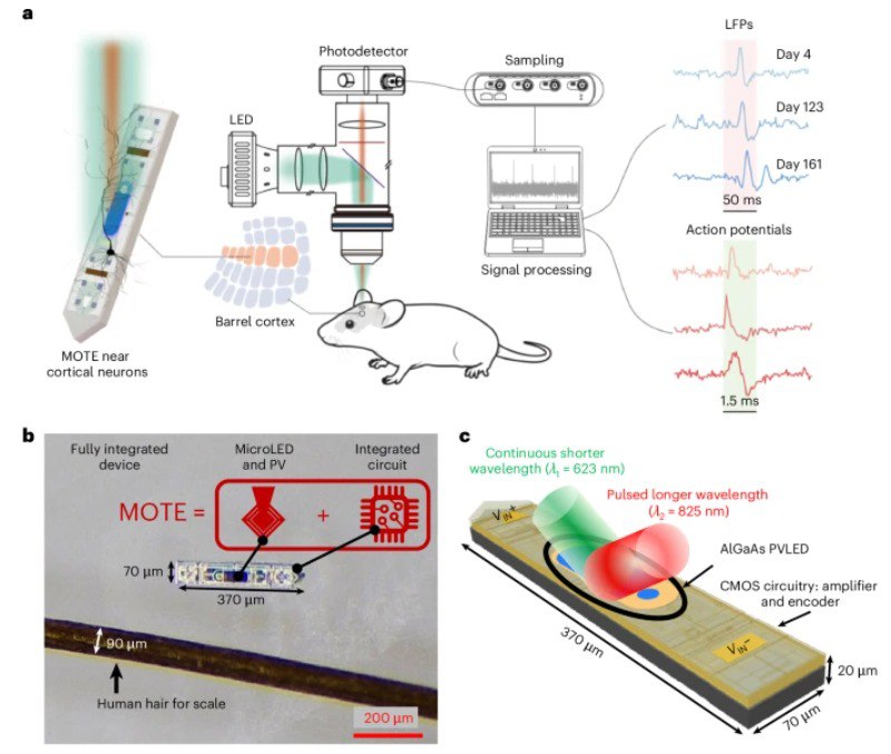 微小“神经探针”，在小鼠脑内工作长达一年想要真正理解大脑的奥秘，比如复杂行为和疾病的成因，科学家需要长期“窃听”神经元的活动 