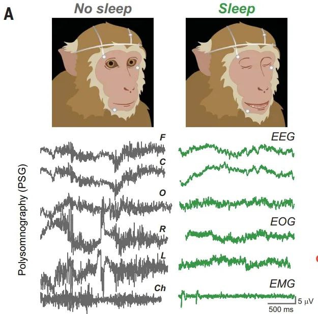 Science：午睡半小时，大脑“重启”，进入最佳状态！science杂志近期发表的一项研究揭示了短时睡眠对认知的影响