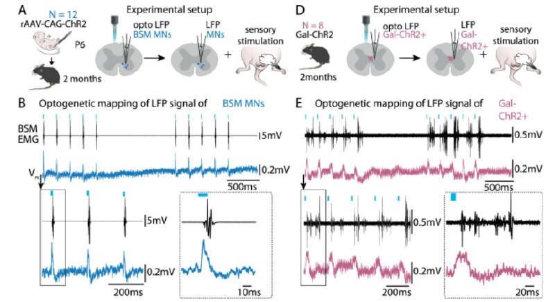 深度揭秘脊髓如何智能调控性行为长期以来，我们习惯于将大脑视为性行为的总指挥，而脊髓仅是执行最后一步的“开关”