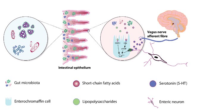 爱情，可能由肠道菌群说了算！？“爱”这种复杂的人类情感，长久以来被认为是心理和社会的产物