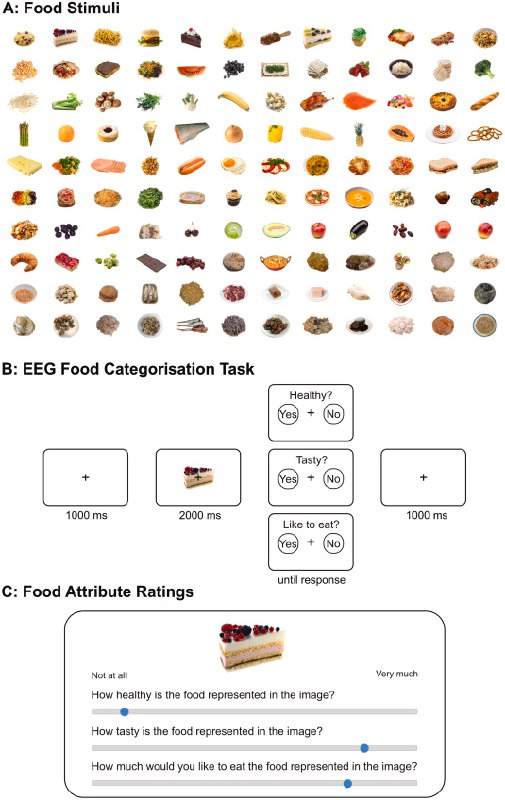 大脑如何“看”食物？新研究揭示属性处理时间线面对食物，大脑如何在瞬间判断它是健康还是美味？一项发表在《Appetite》上的新研究，利用脑电图（EEG）技术，详细绘制了大脑处理12种食物属性（如健康度、美味度、卡路里、熟悉度等）的时间图谱