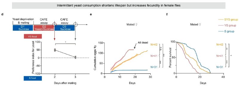 性能力与寿命可通过饮食方式调节：清华大学揭示果蝇饮食偏好与生殖寿命关系清华大学的研究团队在《Nature Communications》上发表的最新研究揭示了饮食偏好与生殖寿命之间的复杂关系