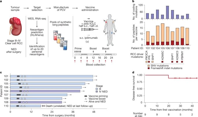 肾癌治疗新突破：个性化疫苗临床试验初显成效2025年2月5日，《自然》杂志刊登一项最新研究，显示一种个性化癌症疫苗在治疗高危肾癌复发患者中取得积极进展