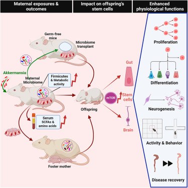 母体肠道微生物组对后代干细胞功能的影响  一项发表在《Cell Stem Cell》杂志上的最新研究发现，母体肠道微生物组在怀孕期间能够显著影响后代的干细胞特性，包括肠道和神经干细胞的功能