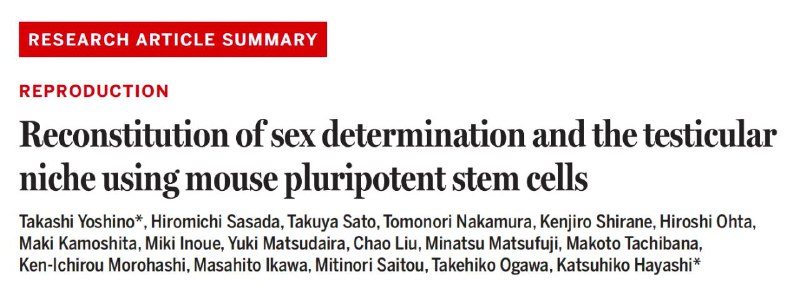 “人工睾丸”产生精子，受精后产下健康后代！近年来，生殖细胞（如精子）的体外生成一直是生物医学领域的热门课题