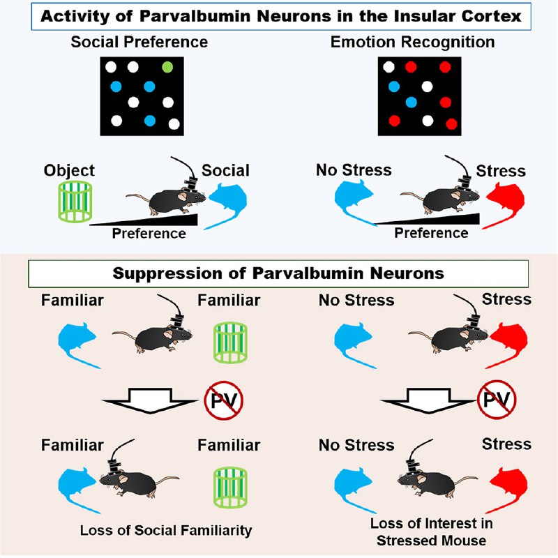 读懂“眼色”全靠它？大脑“社交情境开关”被发现我们如何识别他人的情绪，又如何对熟人“习以为常”？一项新研究指出，大脑岛叶皮层（aIC）中的Parvalbumin（PV）中间神经元，在控制社交熟悉度和情绪识别方面起着决定性作用 